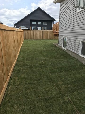 Side Yard Sod