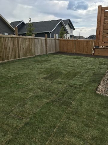 Backyard Sod